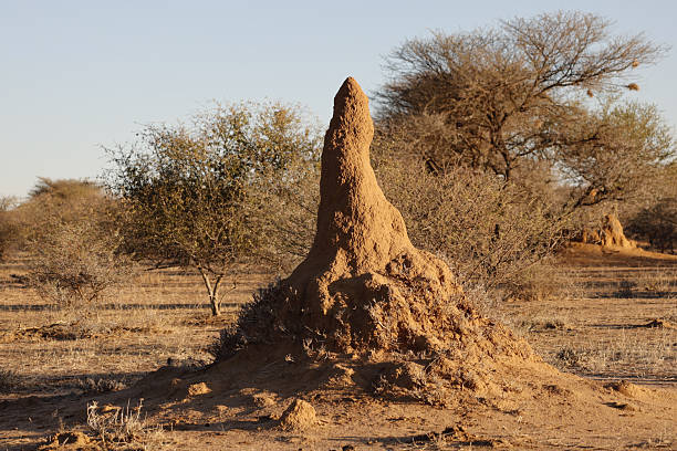 istock Termite hill at Otjiwa 2225541862