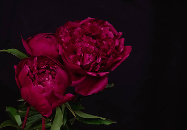 istock Three deep red peony flowers with green leaves captured against a black background. Elegant and dramatic floral composition. Copy space 2225542942
