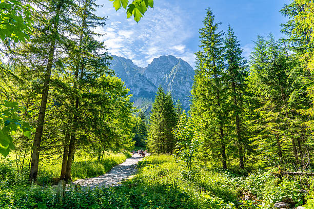 Narrow trail covered with small stones winding through lush green forest surrounded by tall trees with a view of distant rocky mountain peaks under a bright blue sky near Zakopane in the Tatra region.