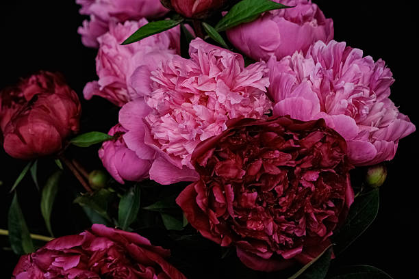 istock Lush pink and deep red peonies in bloom on a dramatic black background 2225544111