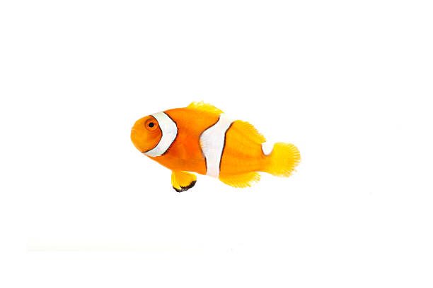 istock Colorful Clownfish Isolated on White Background 2225545473