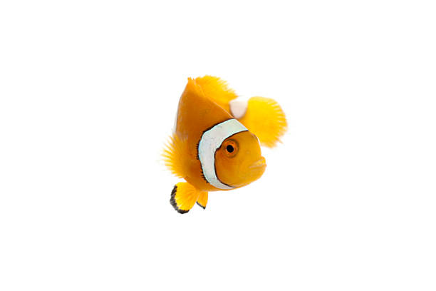 istock Colorful Clownfish Isolated on White Background 2225545474