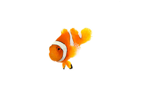 istock Colorful Clownfish Isolated on White Background 2225545476