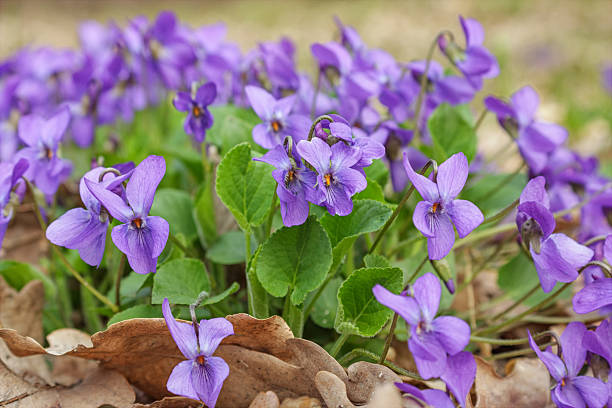 istock Violet violets flowers bloom in the spring forest 2225546493