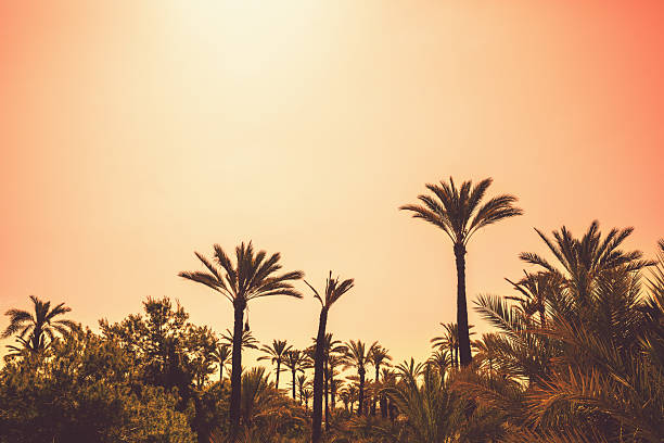 istock Palm trees against an orange sunset sky. Tropical nature background 2225547442