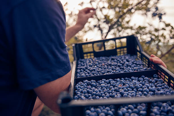 istock Farmer picking fresh blueberries on a farm. 2225547453