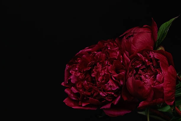 istock Two deep red peony flowers with rich texture, dramatically lit against a black background. Copy space 2225547525