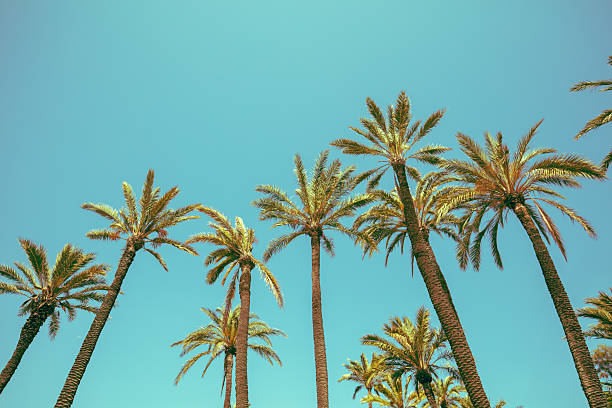 istock Palm trees against the blue sky. Tropical nature background 2225547538