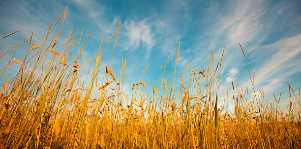 istock View of a wheat field against a beautiful sky 2225548212