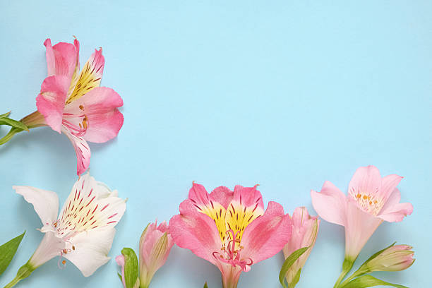 istock Pink and white alstroemeria flowers on blue pastel background. Copy space 2225548269