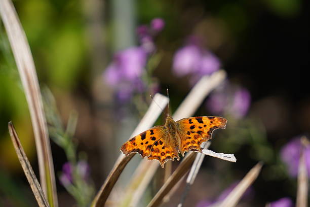 istock Orange butterfly in the garden close up 2225548769