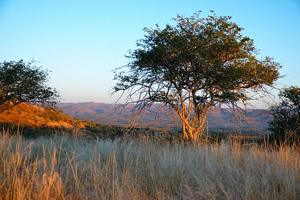 As the sun peeks over the distant dunes of Namibia, a leafless tree stands silhouetted in the foreground, its intricate branches reaching across a deep blue sky. The golden rays of sunset cast long shadows and highlight the subtle textures of the desert floor.