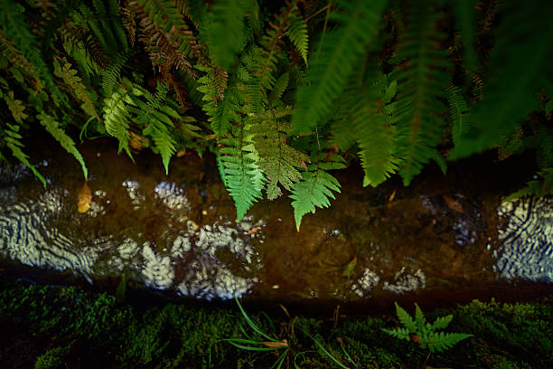 Macro close-up of a green moss in a dark forest environment. The image emphasizes natural details, organic texture, and the vibrant green color of the foliage, symbolizing freshness, growth, and tropical vegetation. Perfect for themes like botany, ecology, rainforest, and nature backgrounds.