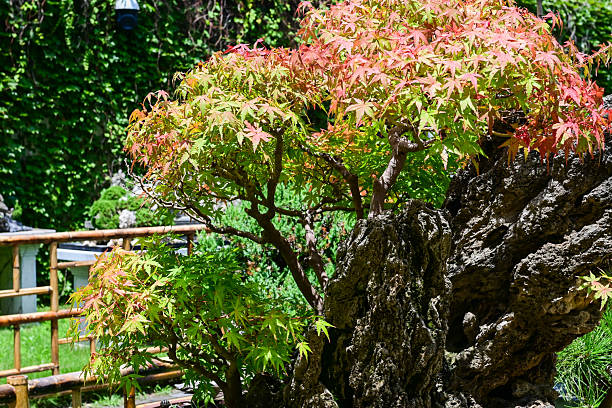 istock Suzhou – Lingering Garden (Liuyuan) 2225553998