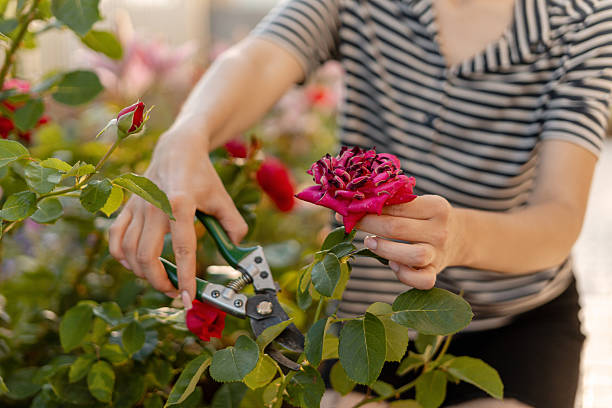 istock Gardener pruning wilted red roses with secateurs in garden 2225556220