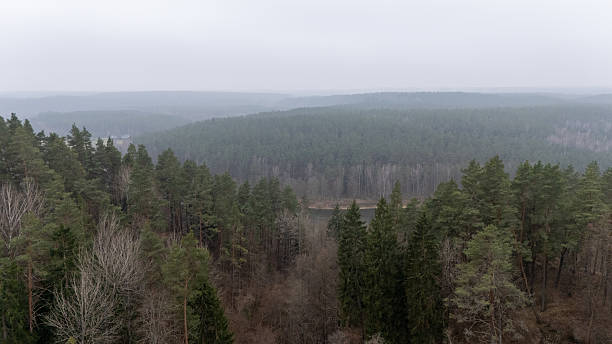 istock Aerial View of Dense Forest Under Overcast Sky 2225557166