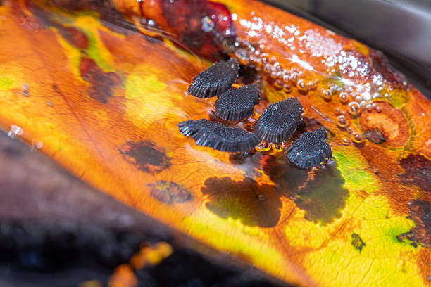 Black slug in nature.