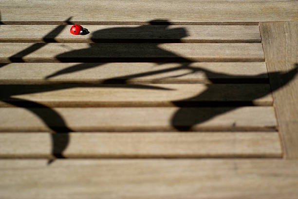 Ladybug resting on a wooden surface, basking in sunlight while surrounded by intricate leaf shadows, creating a peaceful outdoor scene