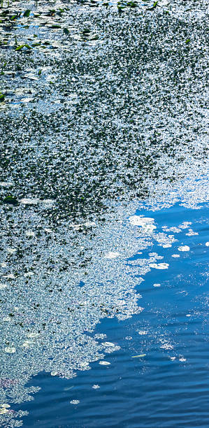 Duckweed and aquatic organism creating abstract patterns in polluted water