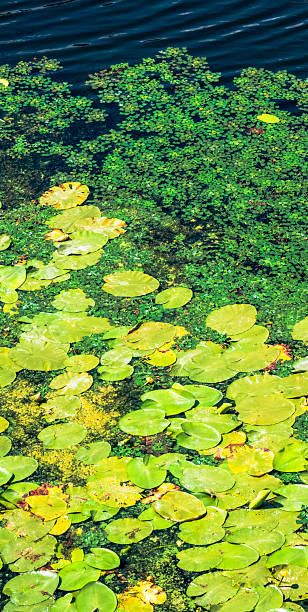 istock Water lily pads floating on a pond forming a colorful natural background 2225560596