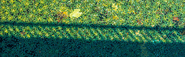 Green water lily pads creating a vibrant, colorful natural background, enhanced by the gentle shadow of a nearby railing
