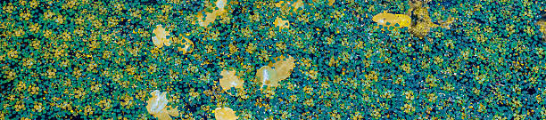 Vibrant green and yellow water lily pads form a textured and colorful natural background, ideal for nature-themed projects