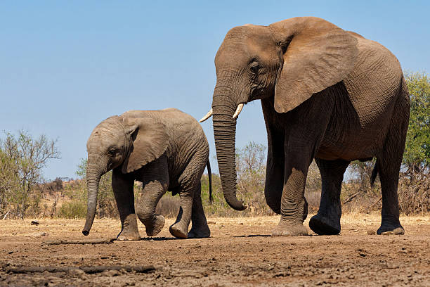istock Elephants in Mashatu Game Reserve in the Tuli Block in Botswana. 2225561092