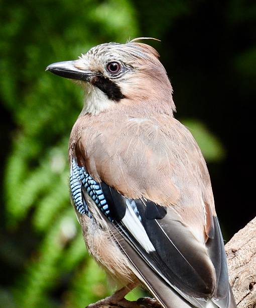 istock Eurasian jay close up profile 2225561523