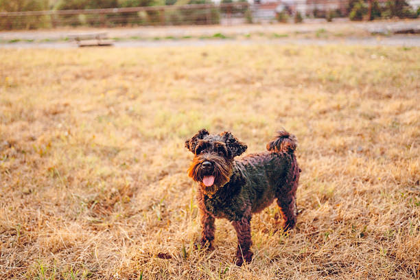 Little dog enjoying in nature.