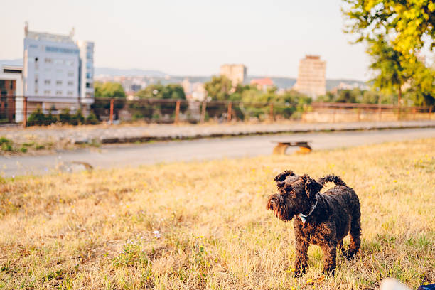Little dog enjoying in nature.
