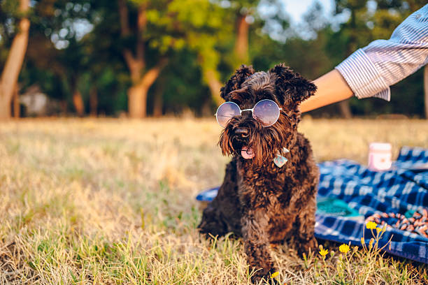 Little dog enjoying in nature.