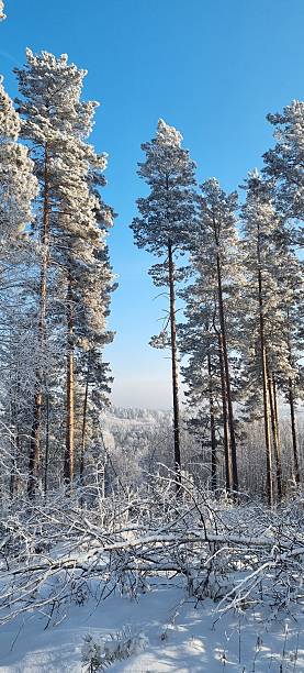 Beautiful winter forest landscape with snow-covered trees under a clear blue sky. Scenic peaceful nature view in cold winter season. Ideal for seasonal, travel, and nature concepts.