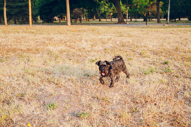 Little dog enjoying in nature.