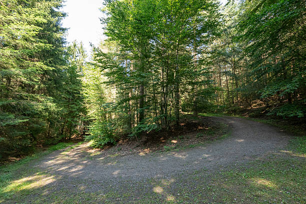 istock Diverging Forest Trails in Sunlit Woodland 2225565295