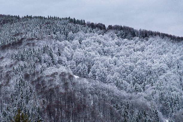 Snow Carpatian mountians and snow forest in the evening