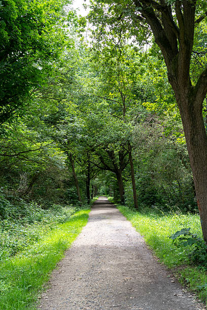 istock Gravel Forest Path Framed by Dense Lush Trees under Soft Sunlight – Serene Woodland Trail Inviting Peaceful Walks and Nature Exploration for Travel, Outdoor and Wellness Stock 2225566261