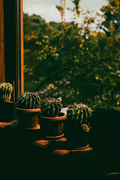 istock Cacti plants basking in sunlight by a wooden window overlooking a vibrant green view. Cacti plants on a windowsill with a view of lush green trees and a warm, inviting atmosphere. A group of potted cactuses in a row. 2225569341