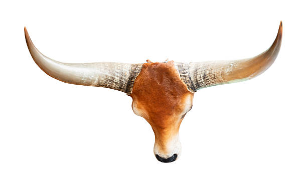 istock Cow horn isolated on transparent background, PNG Format 2225572118