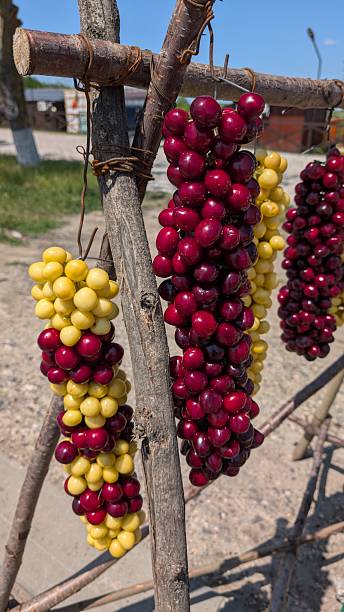 Colorful, ripe grapes are hanging beautifully on a rustic display while basking in the sun