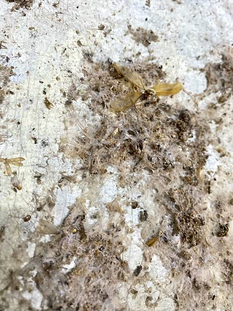 istock Insect Nest with Dead Winged Insects. 2225573580