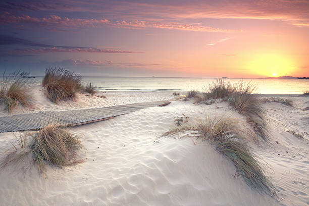 istock dune grass on the sandy beach in beautiful sunset at the sea 2225573699