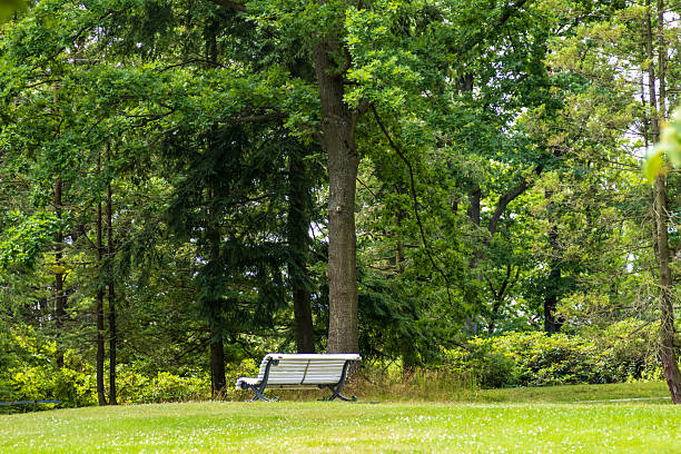 istock Empty white bench in a green park surrounded by tall trees 2225573887