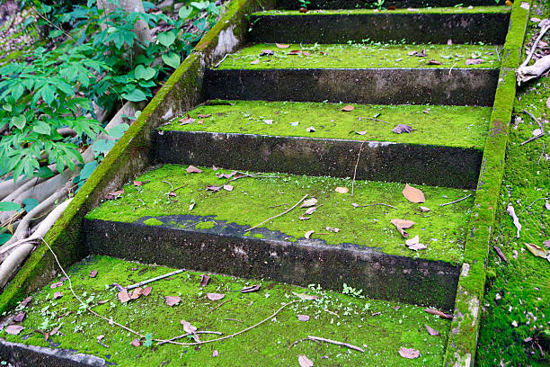 Tranquil scene of moss-covered steps in a natural setting, showcasing vibrant greenery and fallen leaves. Perfect for nature-themed projects or backgrounds.