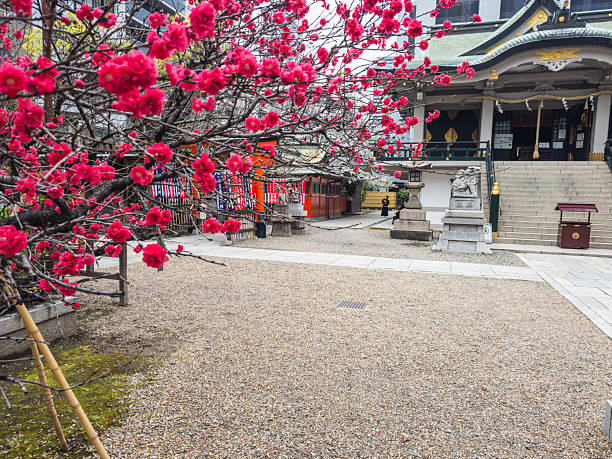 Osaka, Japan - March 24 2023: Red plum blossoms in full bloom at a serene Japanese shrine. Tranquil courtyard with stone pathway and traditional architecture. Peaceful scene.