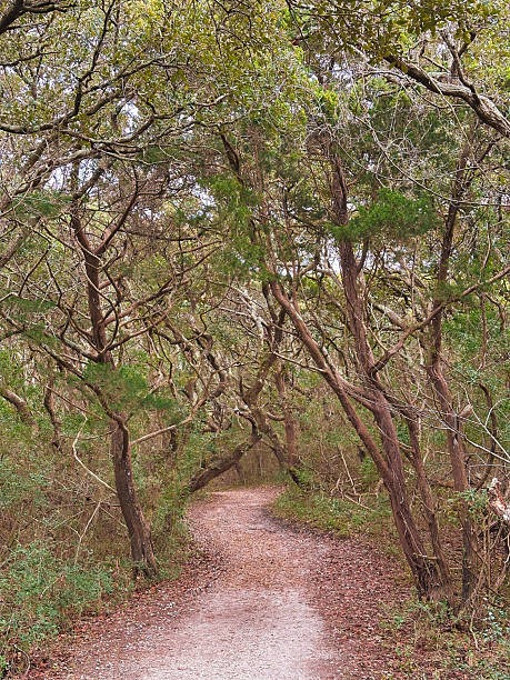 istock Winding Forest Trail Through Twisted Coastal Forest with Live Oak Trees 2225578804