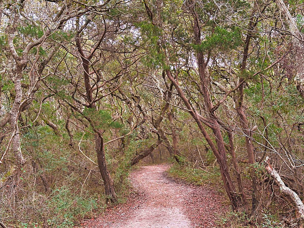 istock Winding Forest Trail Through Twisted Coastal Forest with Live Oak Trees 2225578811