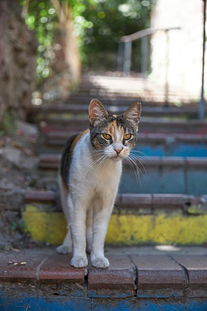 cat standing on famous colorful stairs of Balat region of Istanbul