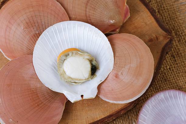 istock Top View Close Up Fresh Scallop Meat on White Shell 2225579848