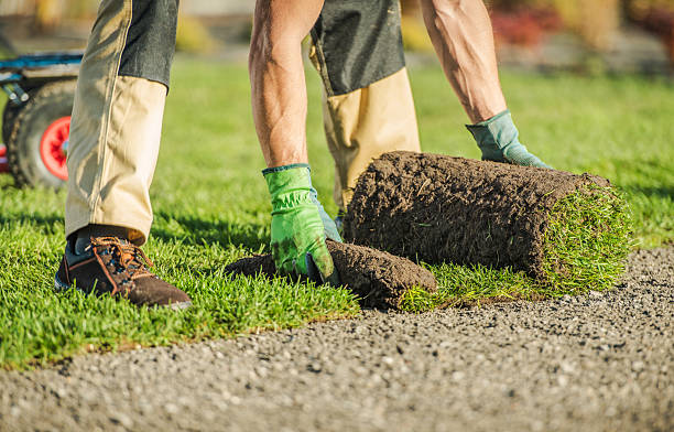 istock Laying Sod on a Residential Lawn in Bright Daylight With Workers Preparing the Ground 2225583727
