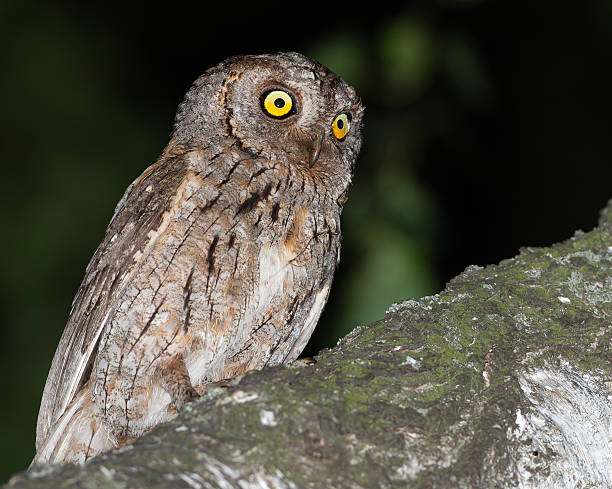 istock Eurasian scops owl, Otus scops. A bird sits on a nice, thick branch, looking off to the side 2225583973